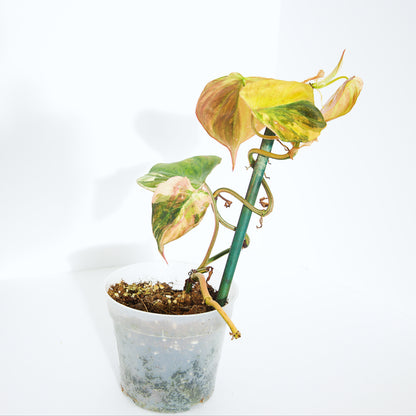 Variegated Philodendron Pink/Aurea Micans rare plant