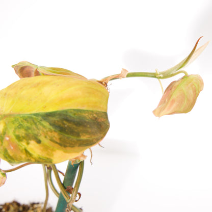 Variegated Philodendron Pink/Aurea Micans rare plant