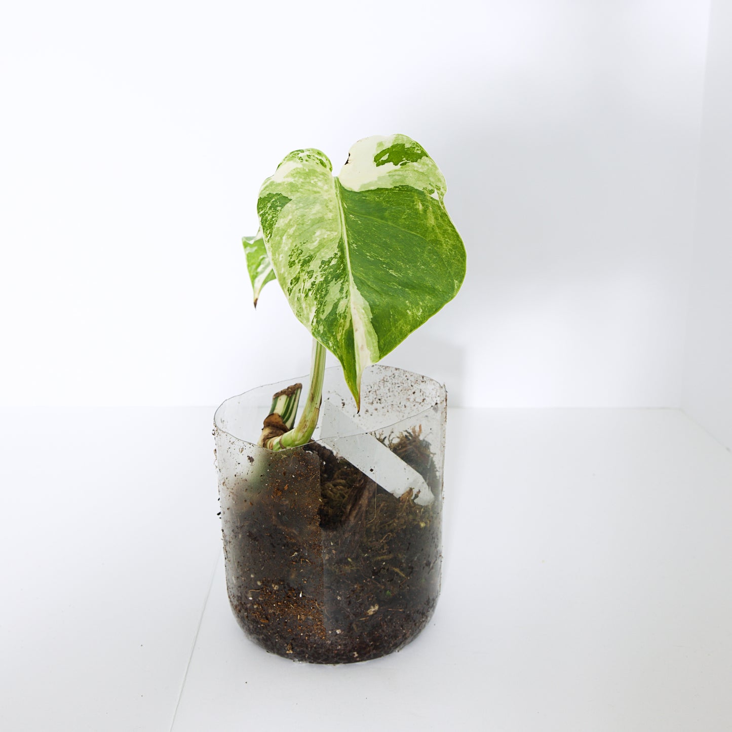 Variegated Rooted Monstera Deliciosa Albo tropical plants