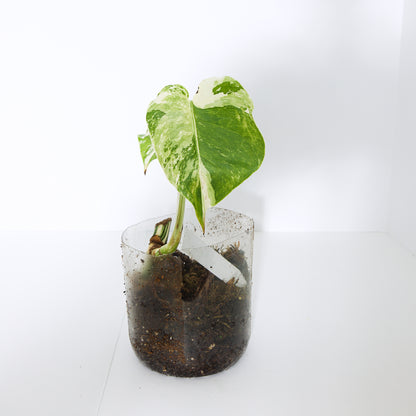 Variegated Rooted Monstera Deliciosa Albo tropical plants