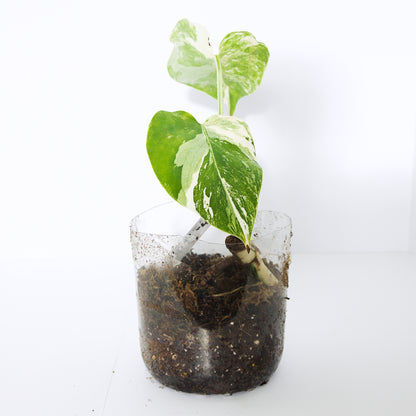 Variegated Rooted Monstera Deliciosa Albo tropical plants