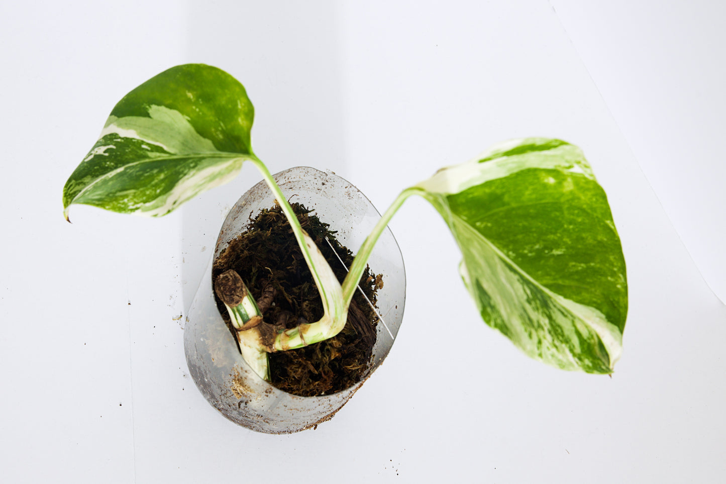 Variegated Rooted Monstera Deliciosa Albo tropical plants