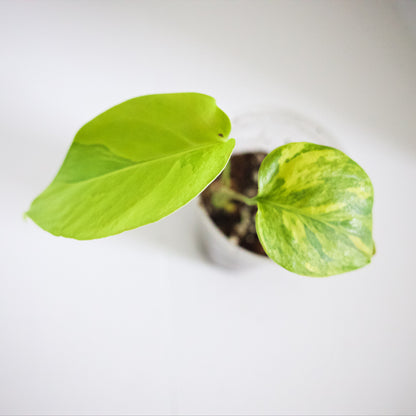 Variegated Rooted Monstera Aurea plant