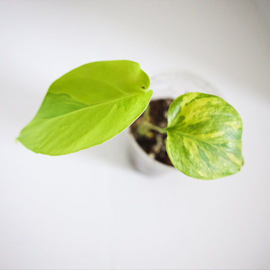 Variegated Rooted Monstera Aurea plant