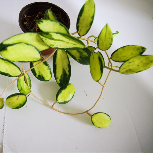 Hoya Verticillata Variegated plant