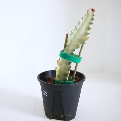 Variegated White Ghost Euphorbia plant