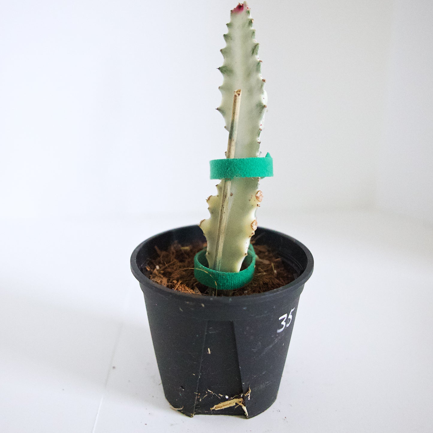 Variegated White Ghost Euphorbia plant