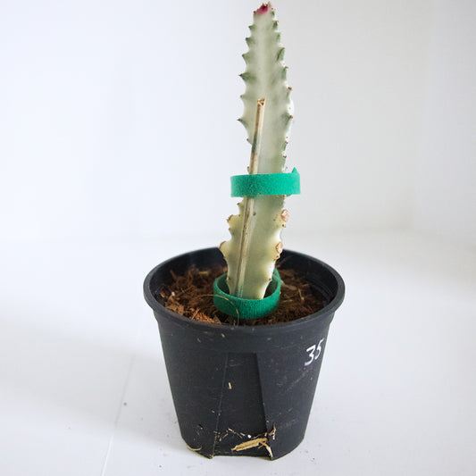 Variegated White Ghost Euphorbia plant