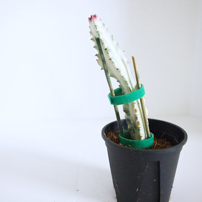 Variegated White Ghost Euphorbia plant