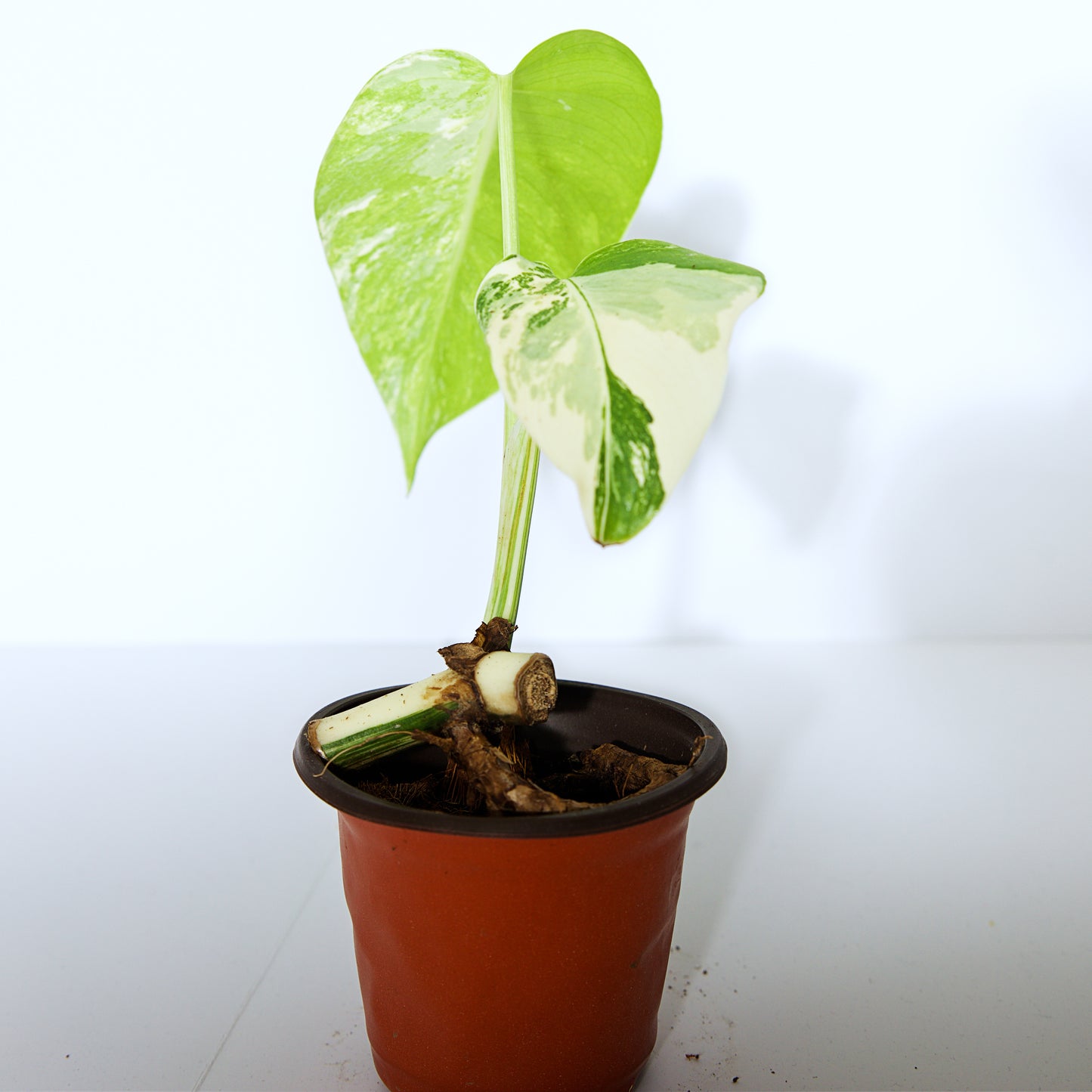 Variegated Rooted Monstera Deliciosa Albo tropical plants