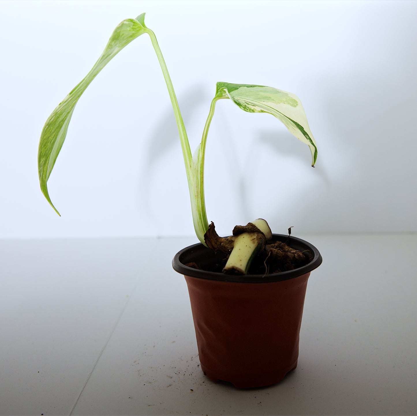 Variegated Rooted Monstera Deliciosa Albo tropical plants