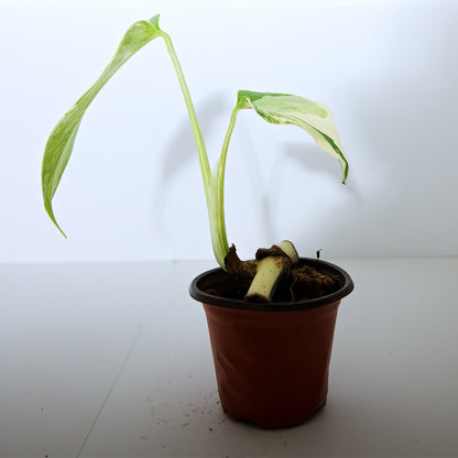 Variegated Rooted Monstera Deliciosa Albo tropical plants