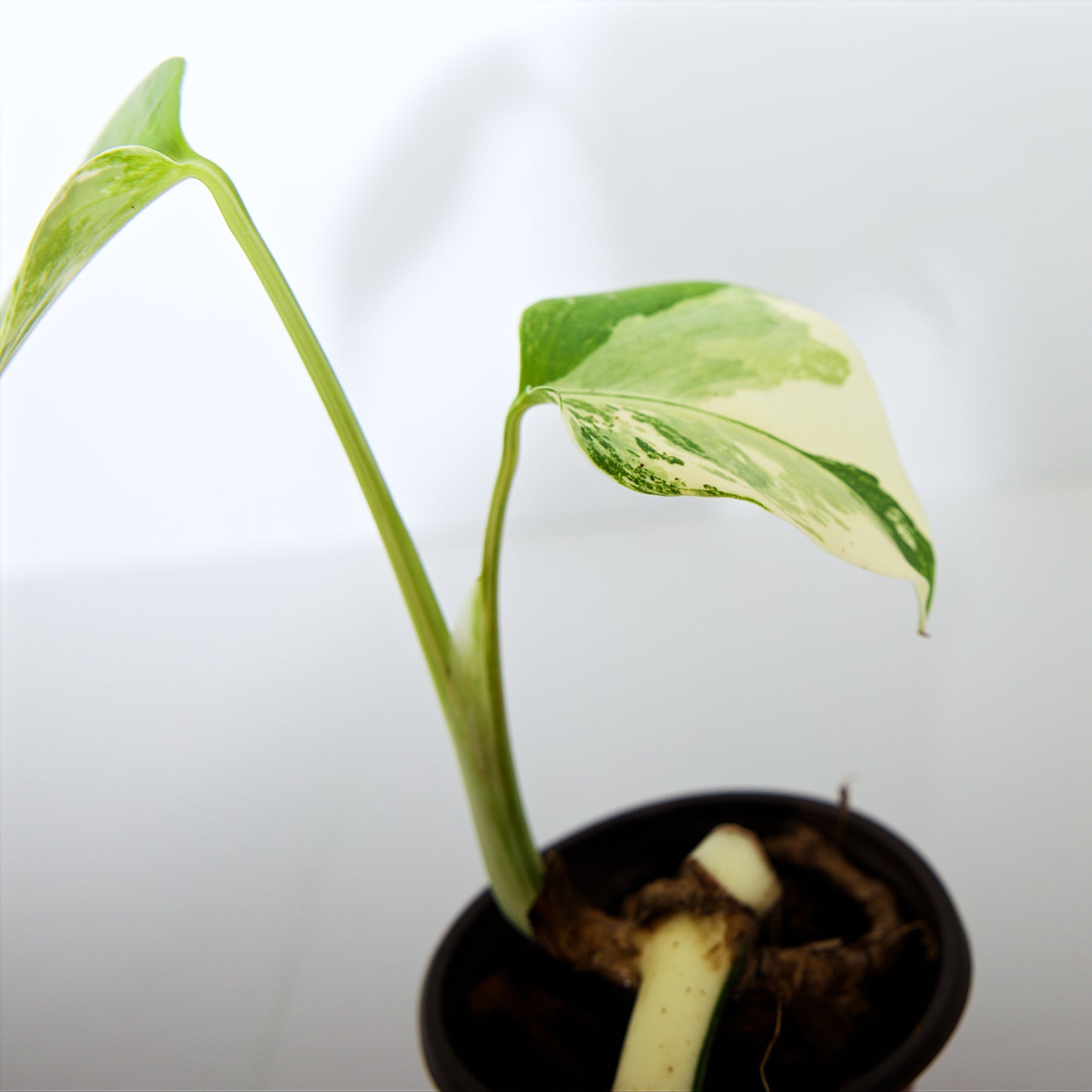 Variegated Rooted Monstera Deliciosa Albo tropical plants