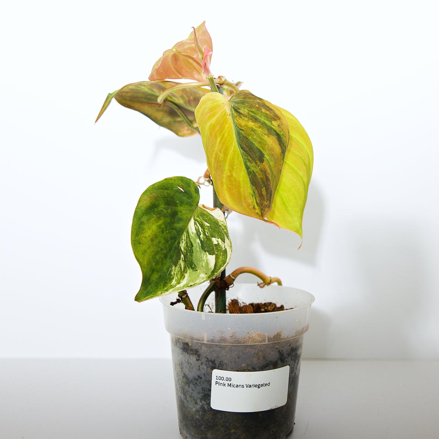 Variegated Philodendron Pink/Aurea Micans rare plant