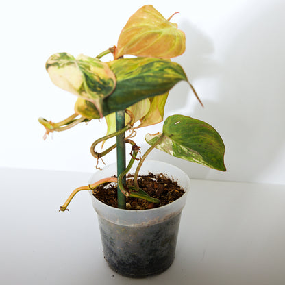 Variegated Philodendron Pink/Aurea Micans rare plant