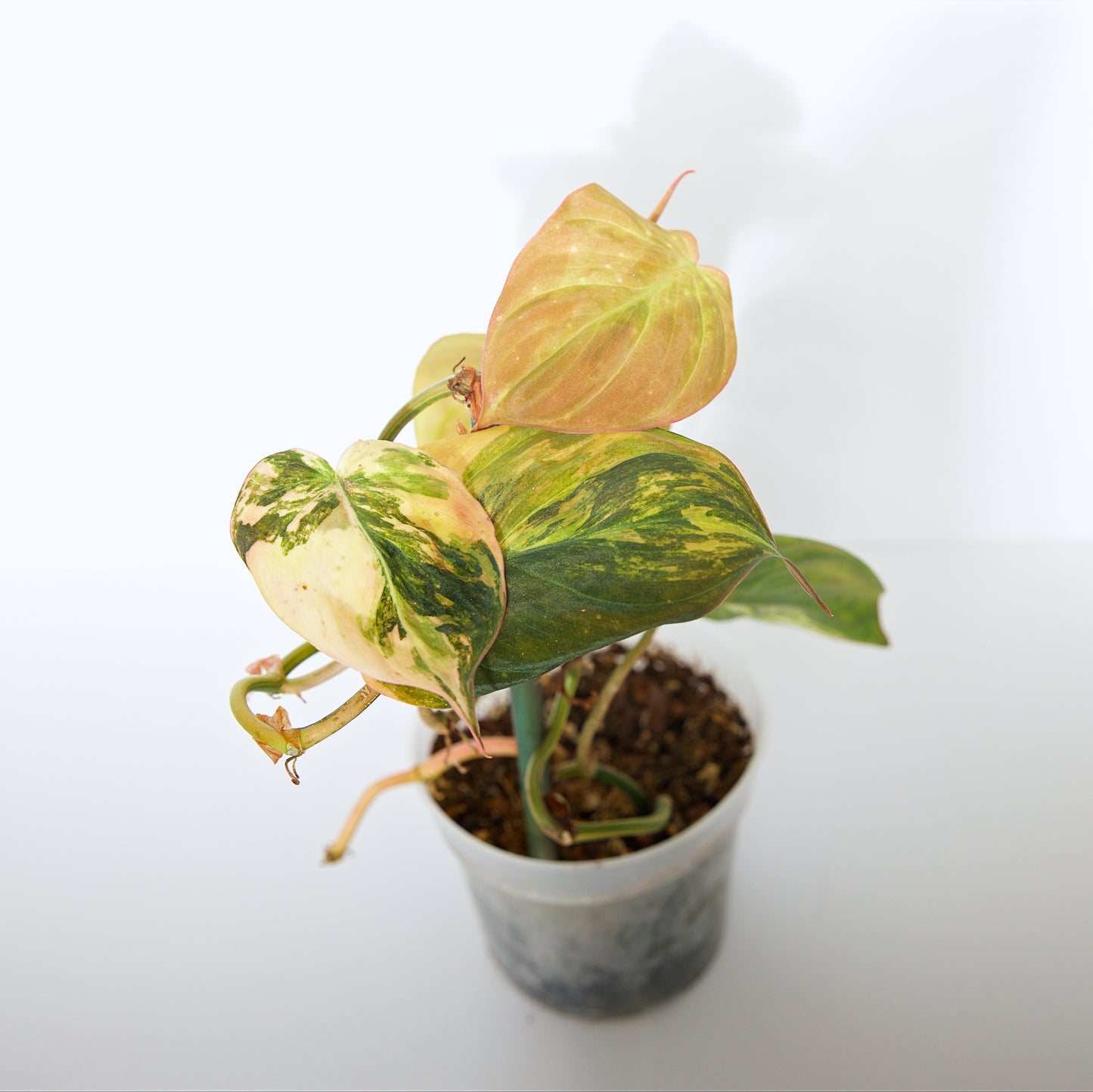 Variegated Philodendron Pink/Aurea Micans rare plant