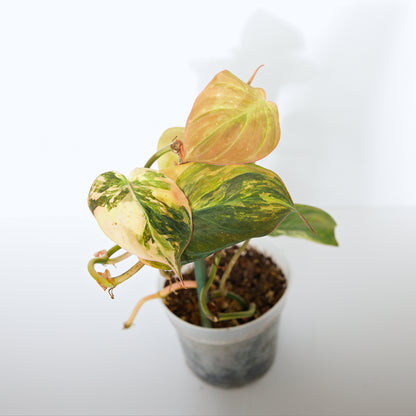 Variegated Philodendron Pink/Aurea Micans rare plant