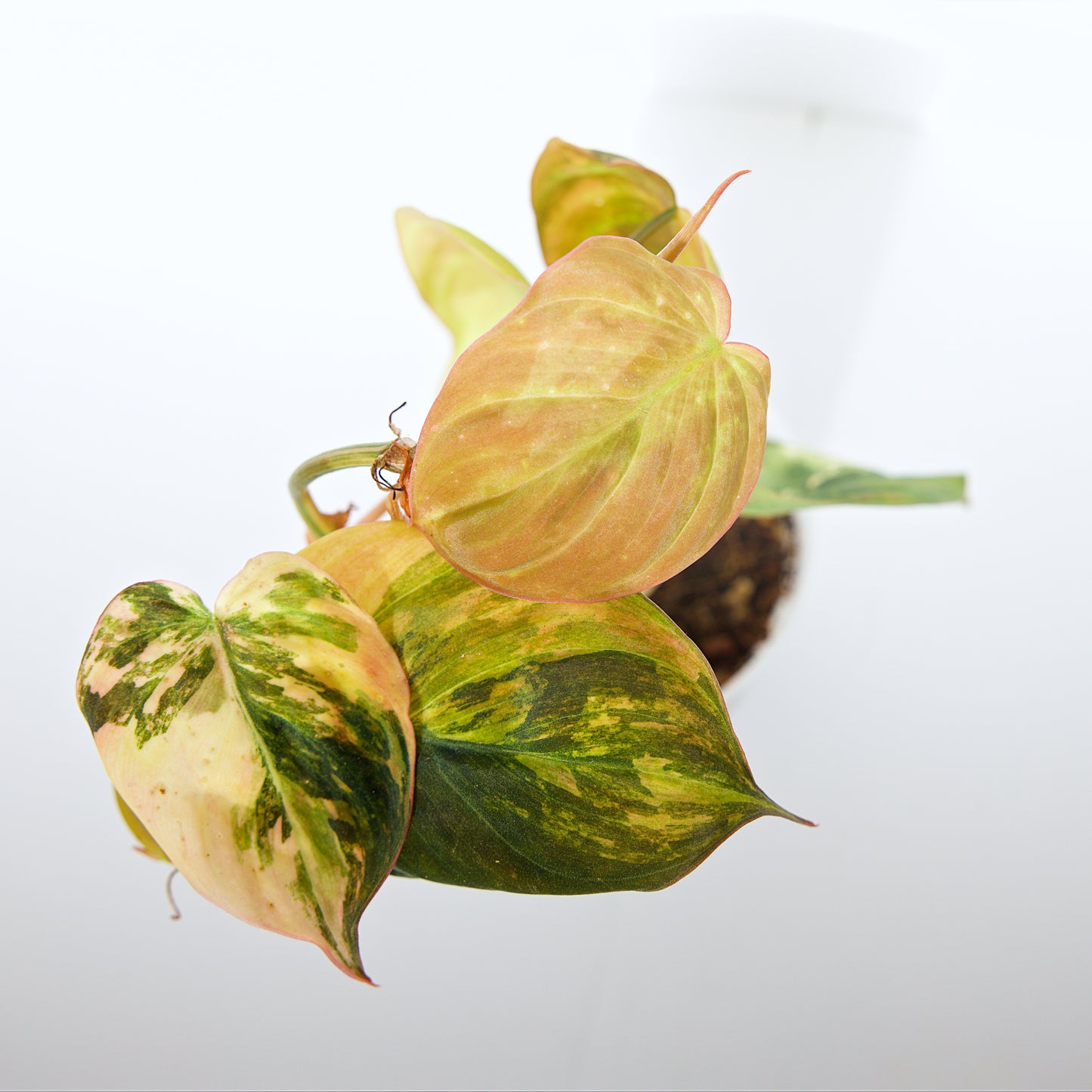 Variegated Philodendron Pink/Aurea Micans rare plant