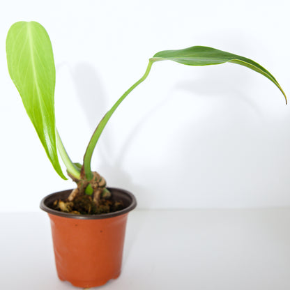Monstera Burle Marx Flame, US Seller rare houseplant aroid