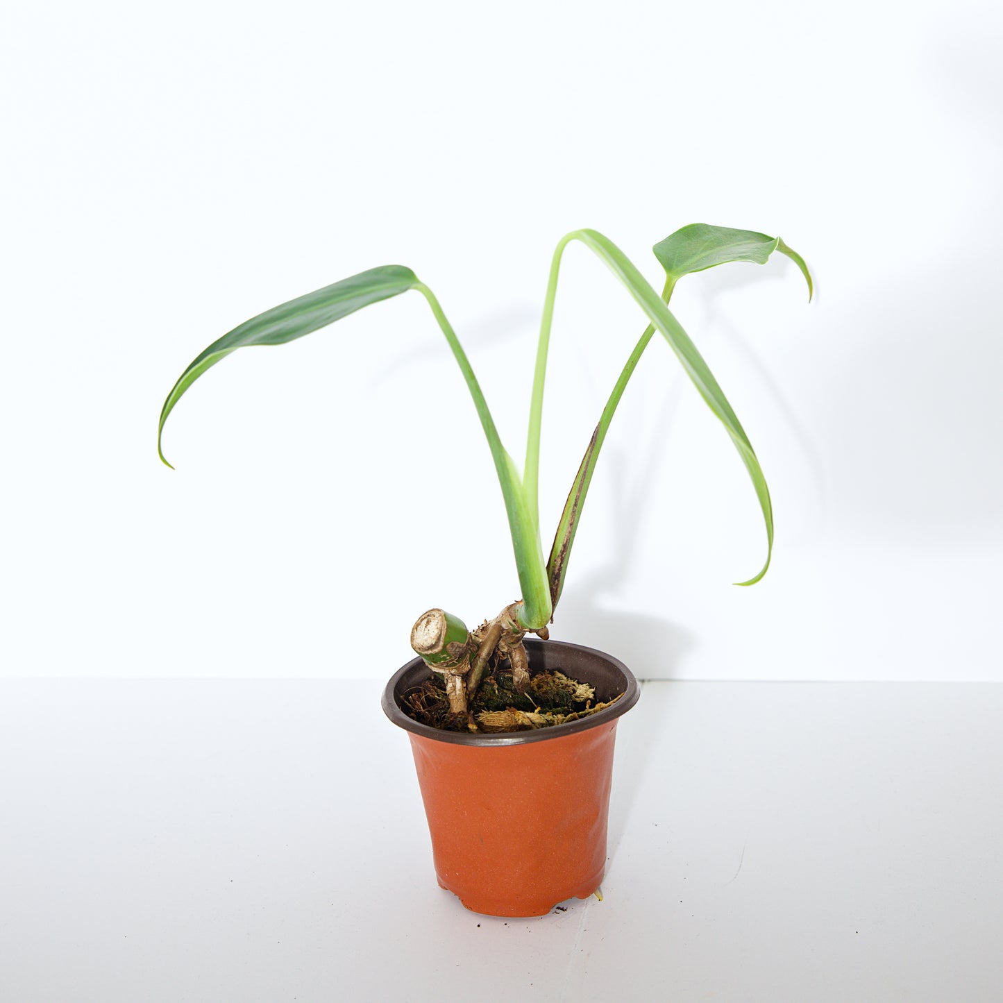 Monstera Burle Marx Flame, US Seller rare houseplant aroid