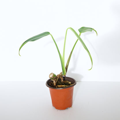 Monstera Burle Marx Flame, US Seller rare houseplant aroid