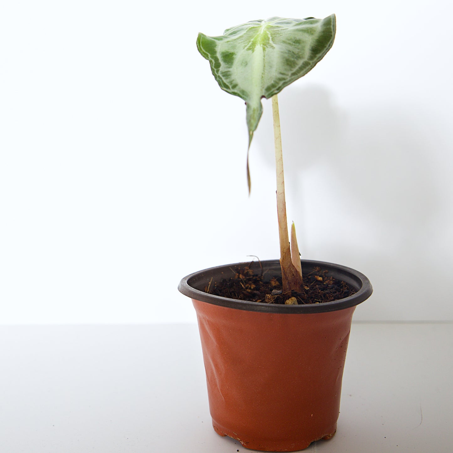Alocasia Venom plant