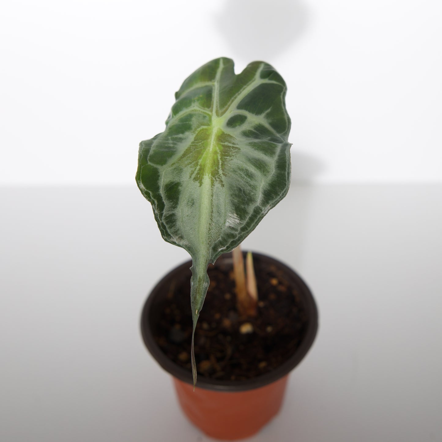 Alocasia Venom plant