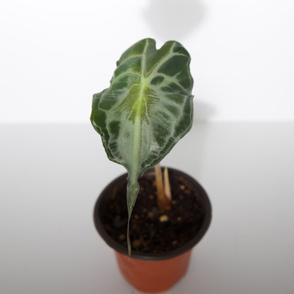 Alocasia Venom plant