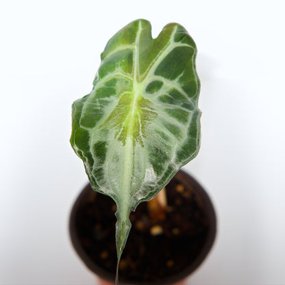 Alocasia Venom plant