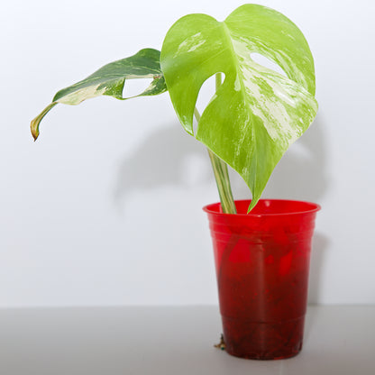Variegated Rooted Monstera Deliciosa Albo tropical plants