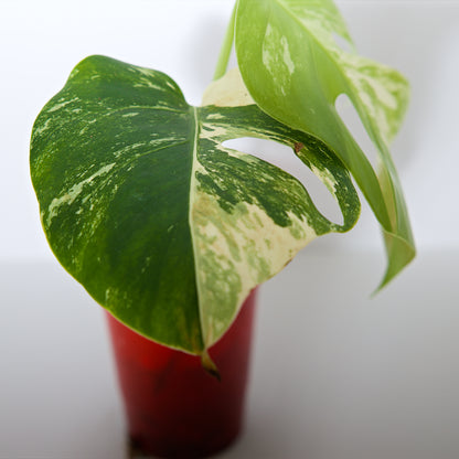 Variegated Rooted Monstera Deliciosa Albo tropical plants