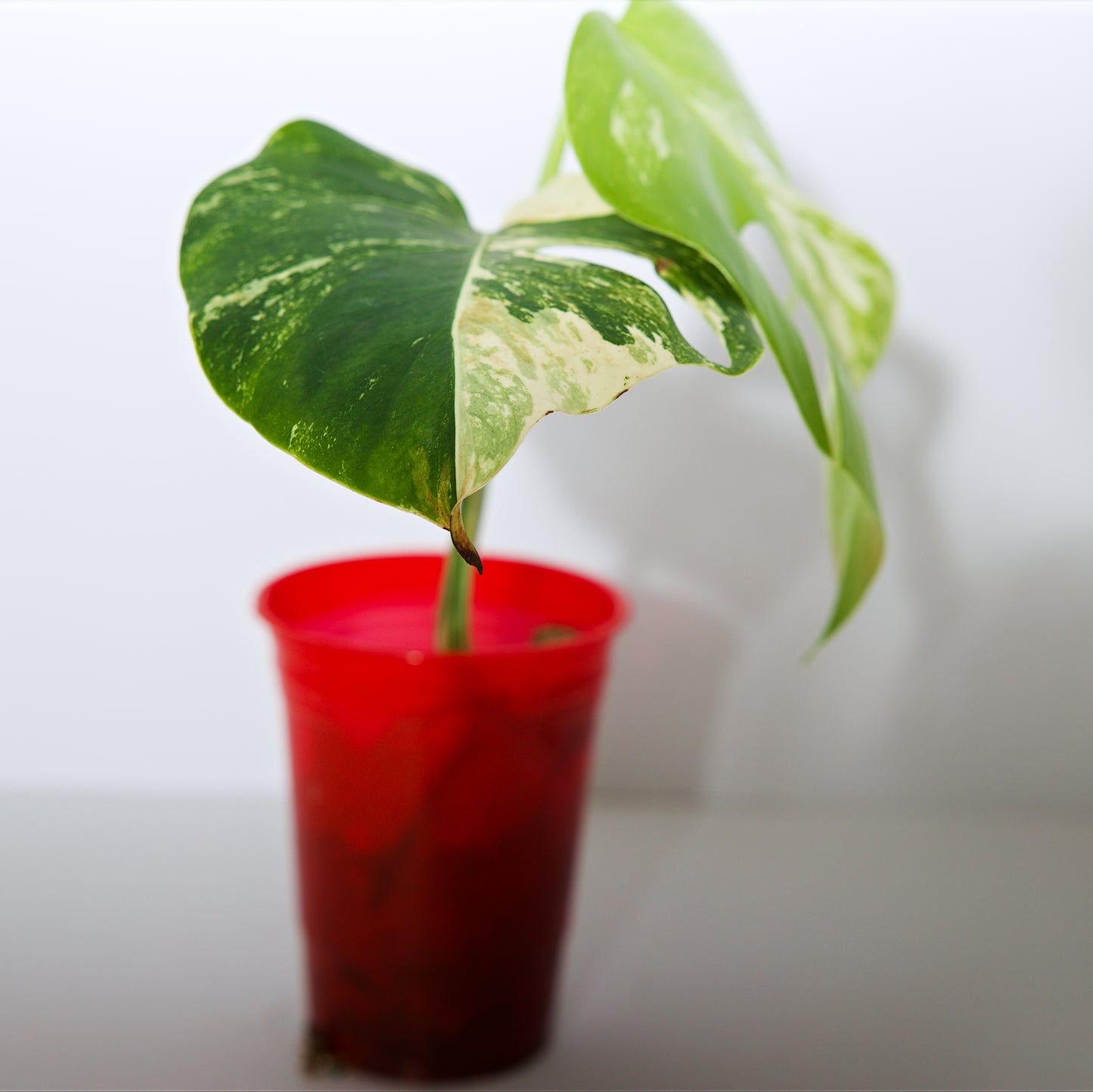 Variegated Rooted Monstera Deliciosa Albo tropical plants