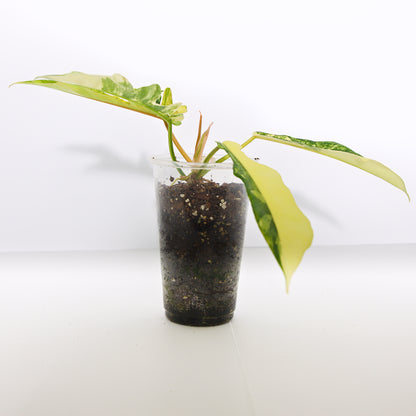 Variegated Florida X Mayoi Philodendron, rooted plant