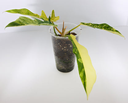 Variegated Florida X Mayoi Philodendron, rooted plant