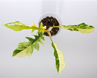 Variegated Florida X Mayoi Philodendron, rooted plant