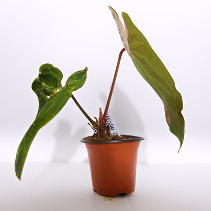 Anthurium Papillilaminum Plant