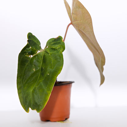 Anthurium Papillilaminum Plant