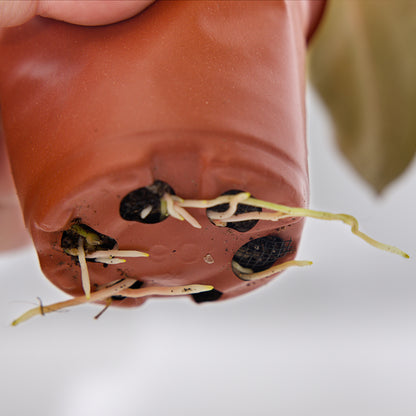 Anthurium Papillilaminum Plant
