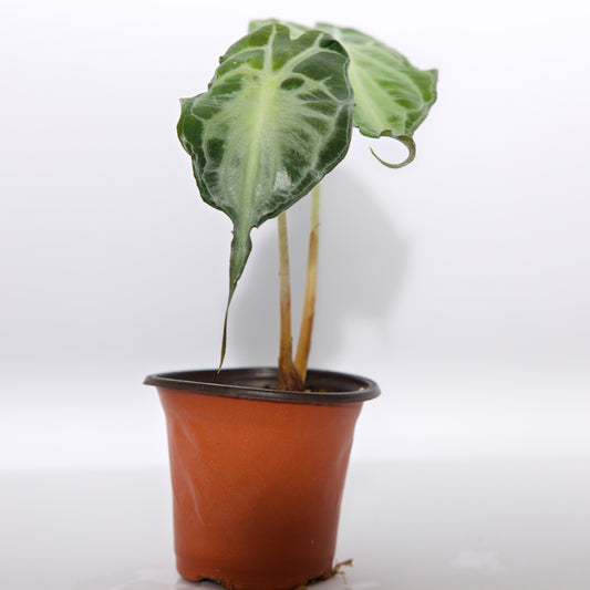 Alocasia Venom plant