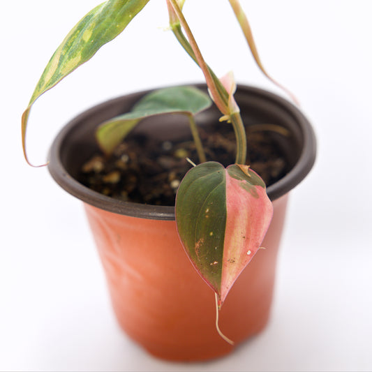 Variegated Philodendron pink/Aurea Mican plant