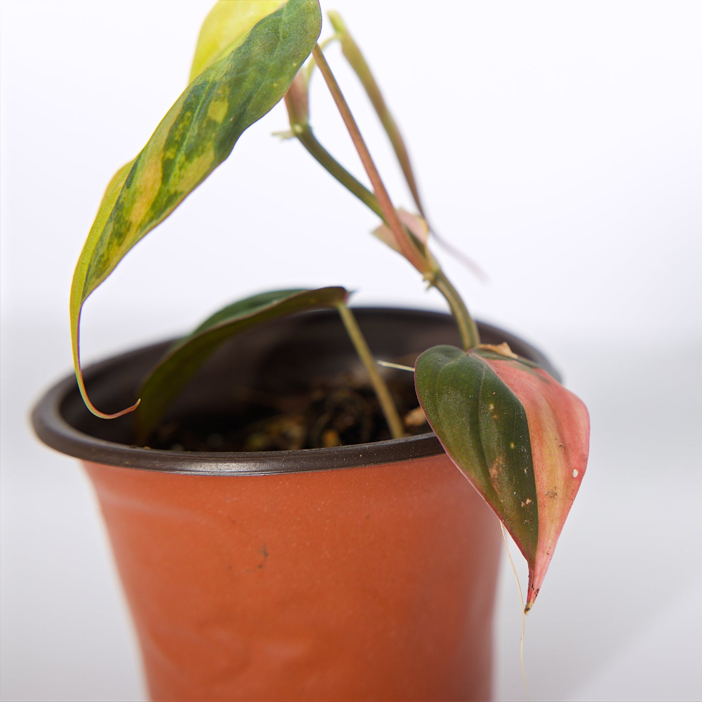 Variegated Philodendron pink/Aurea Mican plant