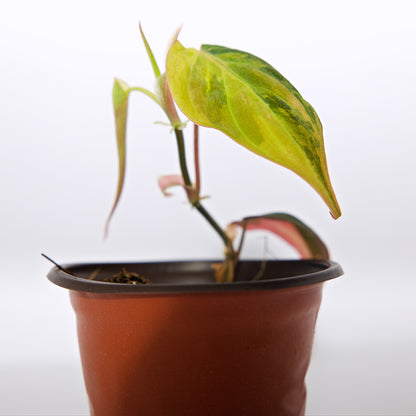 Variegated Philodendron pink/Aurea Mican plant