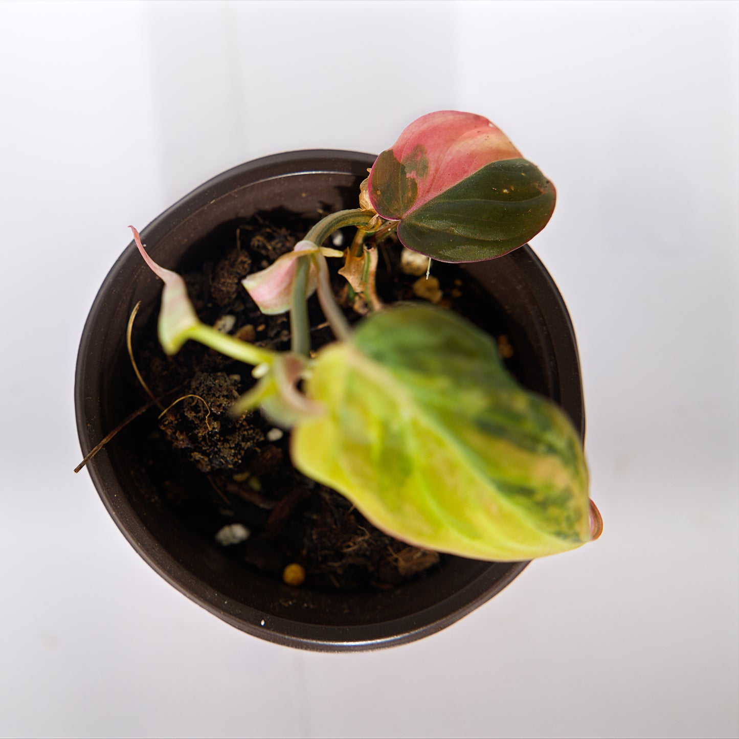 Variegated Philodendron pink/Aurea Mican plant