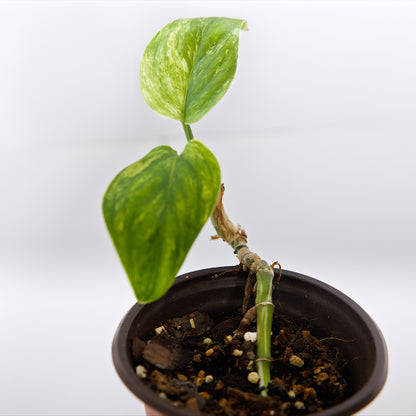 Variegated Stadlyana Aurea Monstera plant