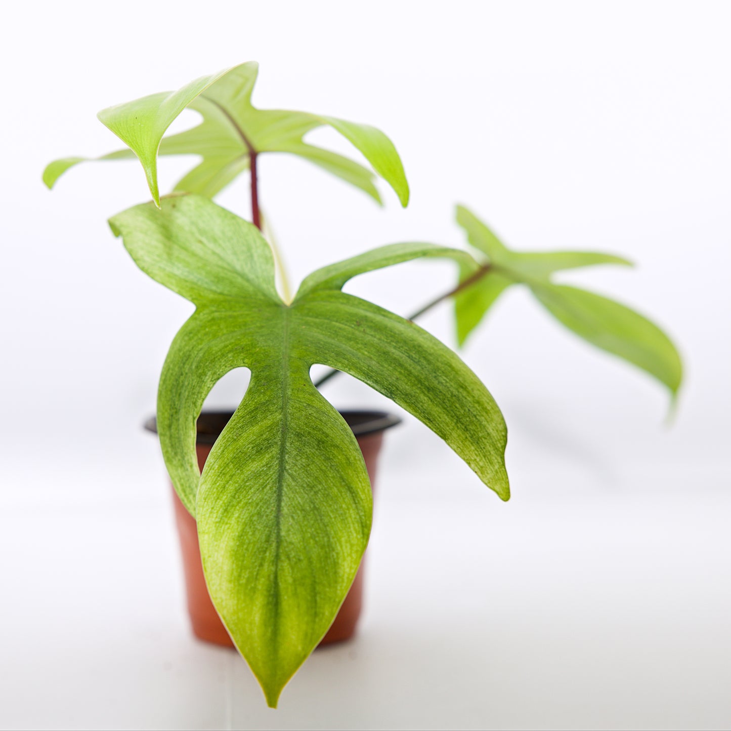Philodendron 'Florida Ghost' Houseplant