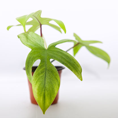Philodendron 'Florida Ghost' Houseplant
