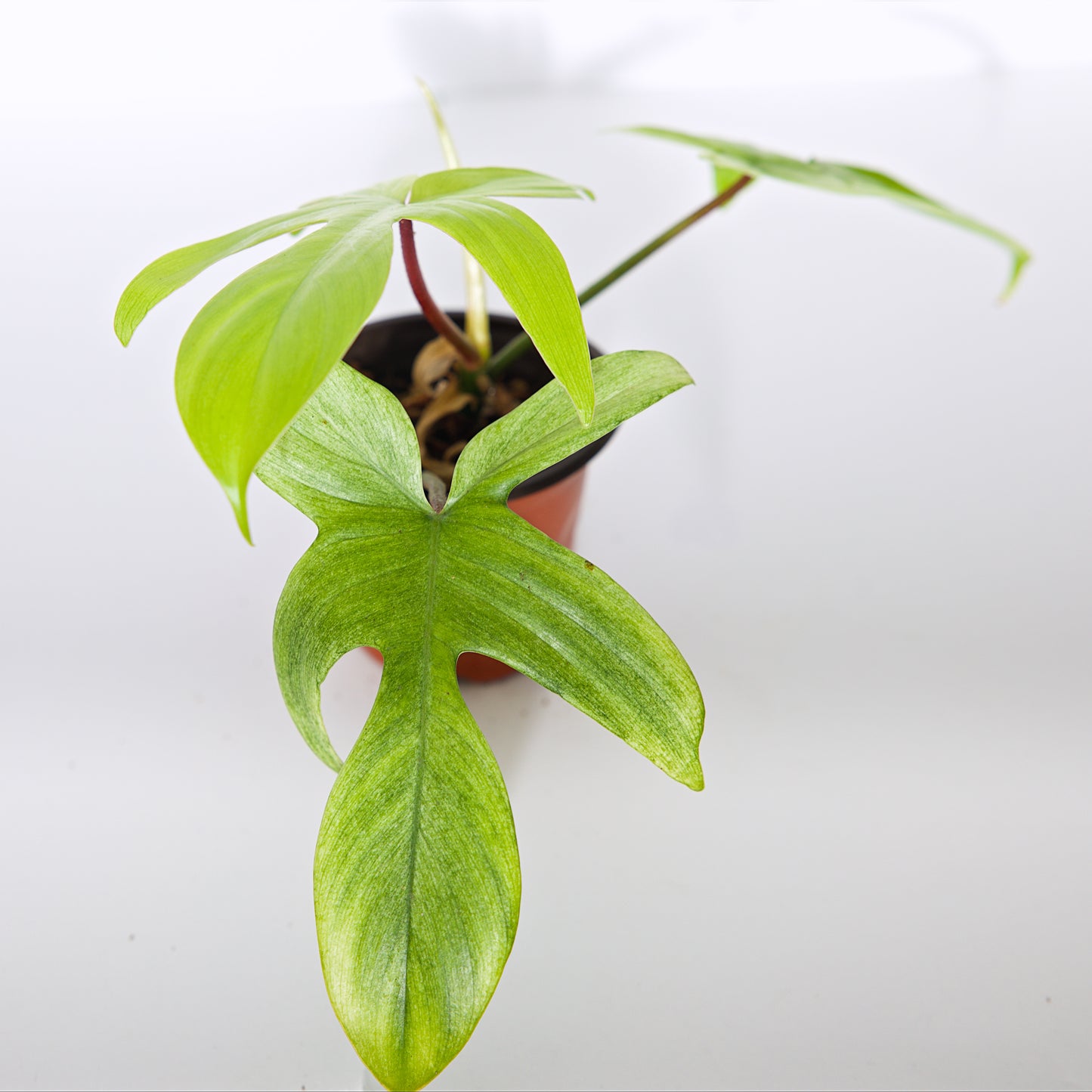 Philodendron 'Florida Ghost' Houseplant