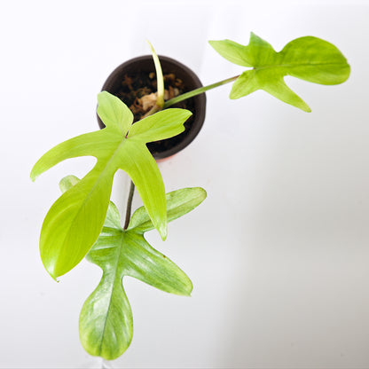 Philodendron 'Florida Ghost' Houseplant
