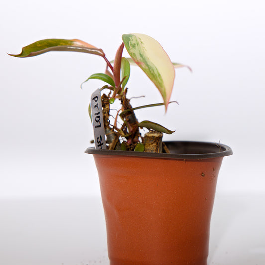 Philodendron Strawberry Shake Plant