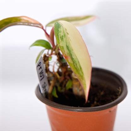 Philodendron Strawberry Shake Plant